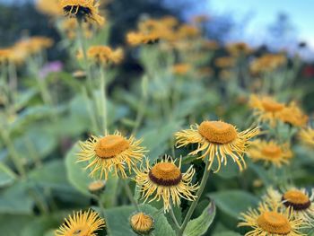 Close-up of yellow flowering plant