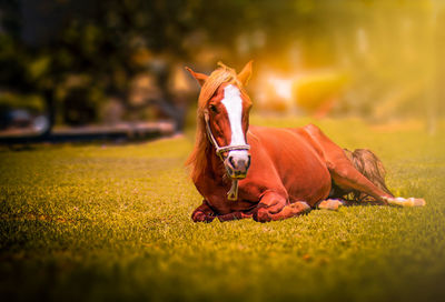 Portrait of horse on field