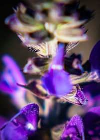 Close-up of purple flowers