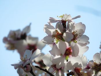 Low angle view of cherry blossoms against sky