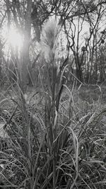 Trees growing in field