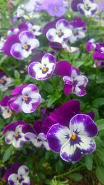 Close-up of purple flowers blooming