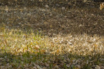 Full frame shot of lizard on field
