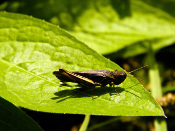 Close-up of insect on leaf