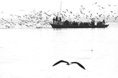 Seagull flying over sea