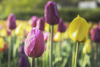 Close-up of purple tulips