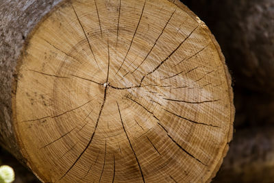 A wooden pattern of a tree trunk