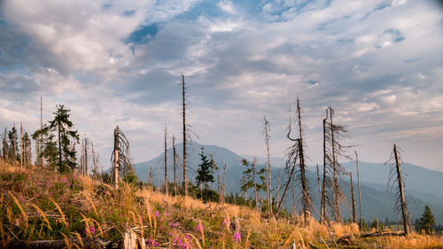 Low angle view of plants on field against sky