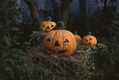 View of pumpkins on plants during halloween