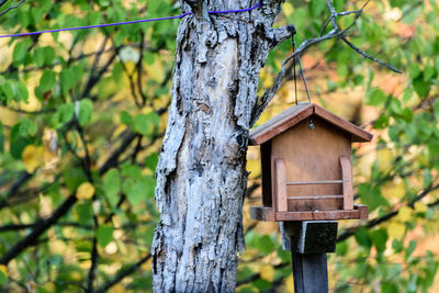 Close-up of wooden post on tree trunk