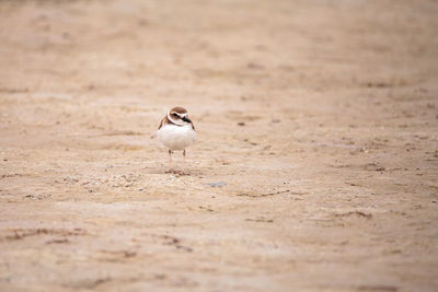 Close-up of bird perching on sand