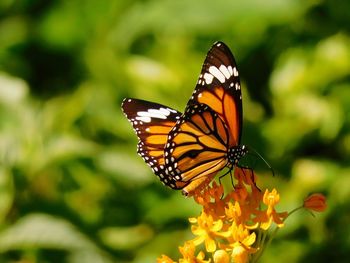 Close-up of butterfly pollinating on flower