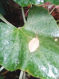 High angle view of fresh green leaves in water