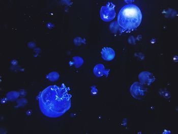 Close-up of jellyfish swimming in sea