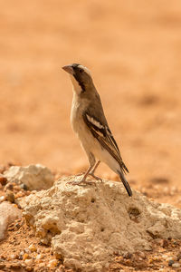 Close-up of bird perching on rock