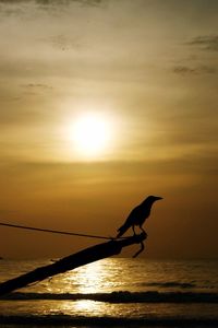 Silhouette bird on sea against sky during sunset