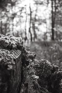 Close-up of tree trunk in forest