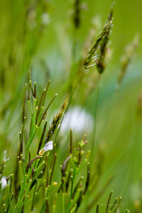 Close-up of fresh green grass