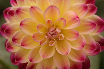 Close-up of pink dahlia