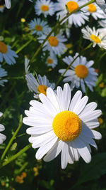 Close-up of white daisy flowers