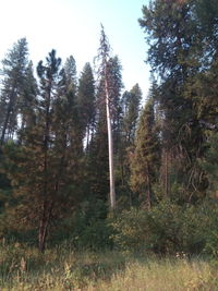 Trees in forest against sky