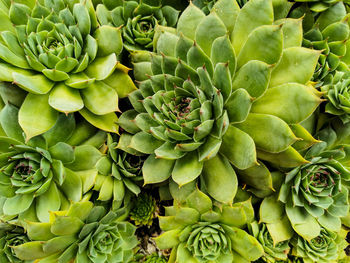 Top view of green succulent plants, texture, background.