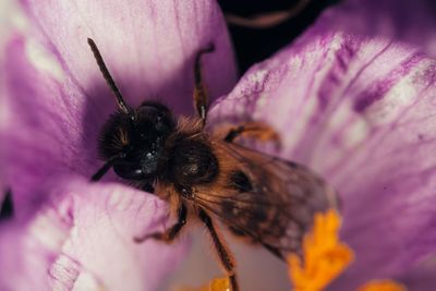 Close-up of bee pollinating on purple flower