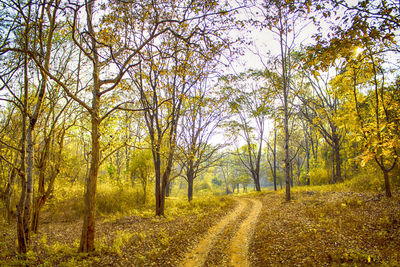 Road passing through forest