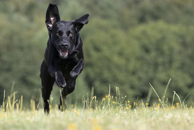 Portrait of black dog running on field