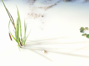 High angle view of plant against white background