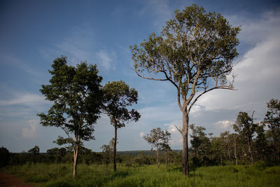 Tree on field against sky