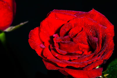 Close-up of red rose