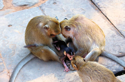 High angle view of monkey sitting outdoors