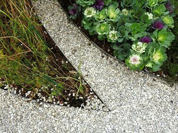 Close-up high angle view of plants