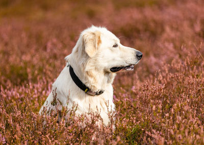 Dog running on field