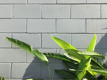 Close-up of plant against brick wall