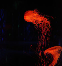 Close-up of jellyfish swimming in sea