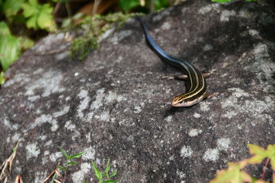 Close-up of lizard on rock