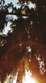 Low angle view of trees against sky at night