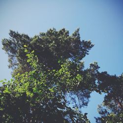 Low angle view of trees against blue sky