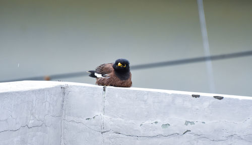 Close-up of myna bird perching on wall
