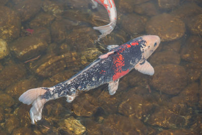 Fish swimming in sea