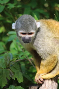 Close-up of monkey