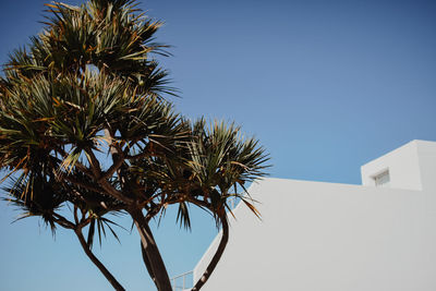 Low angle view of palm tree against clear sky