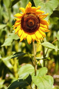 Close-up of sunflower