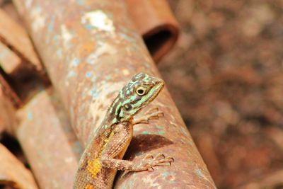 Close-up of lizard