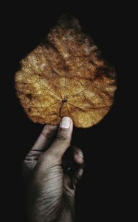 Close-up of hand holding autumn leaves over black background