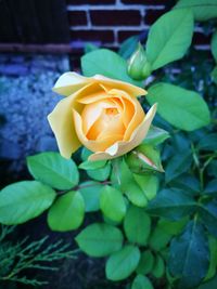 Close-up of yellow rose blooming outdoors