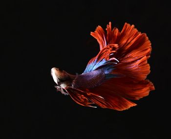 Close-up of bird against black background