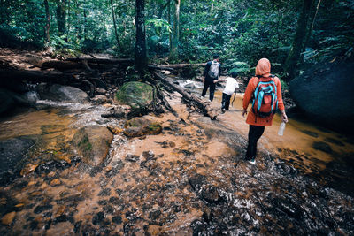 Rear view of family hiking in forest